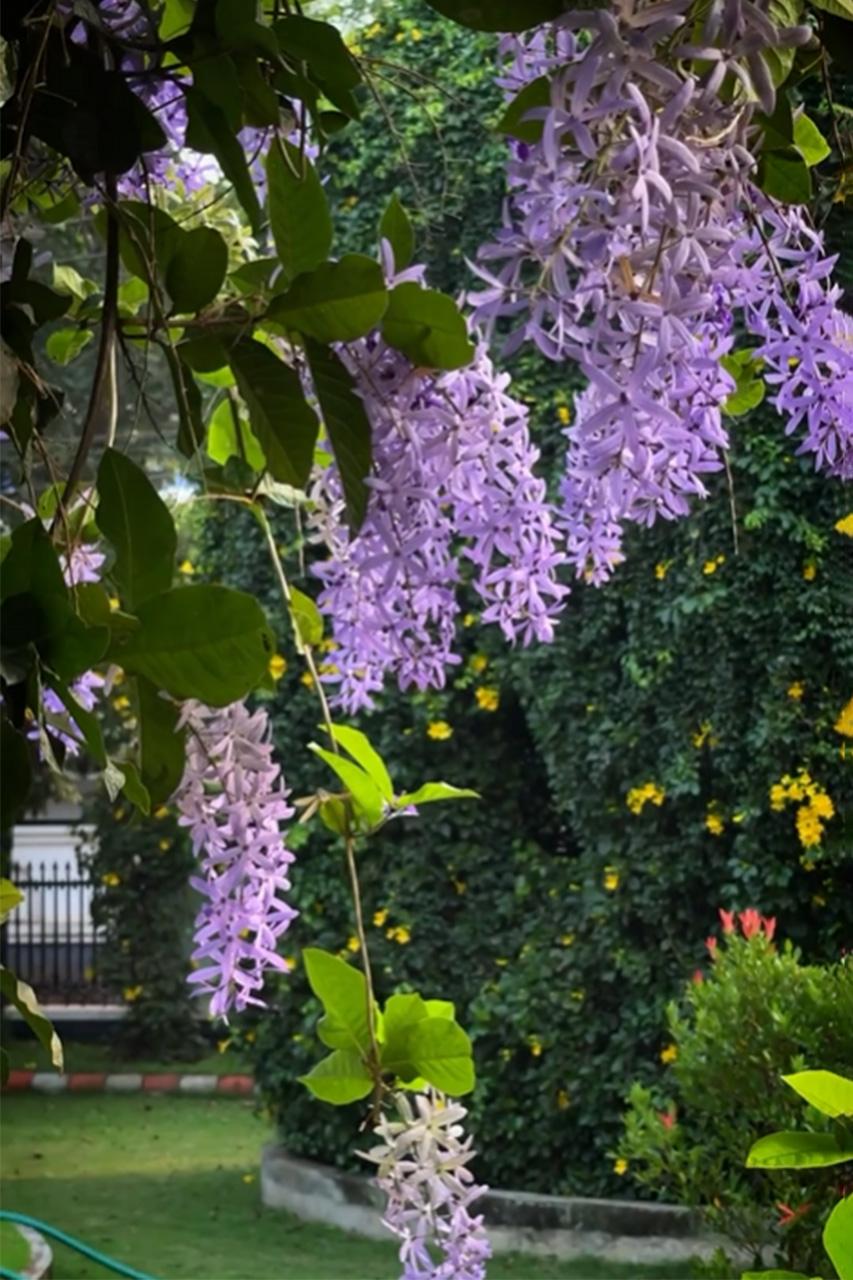 Heavenly Garden location 2